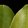 Ceriops tagal (Yellow Mangrove) コヒルギ in Cairns<br />Canon KDX (400D) + EFS60 F2.8 + SPEEDLITE 380EX